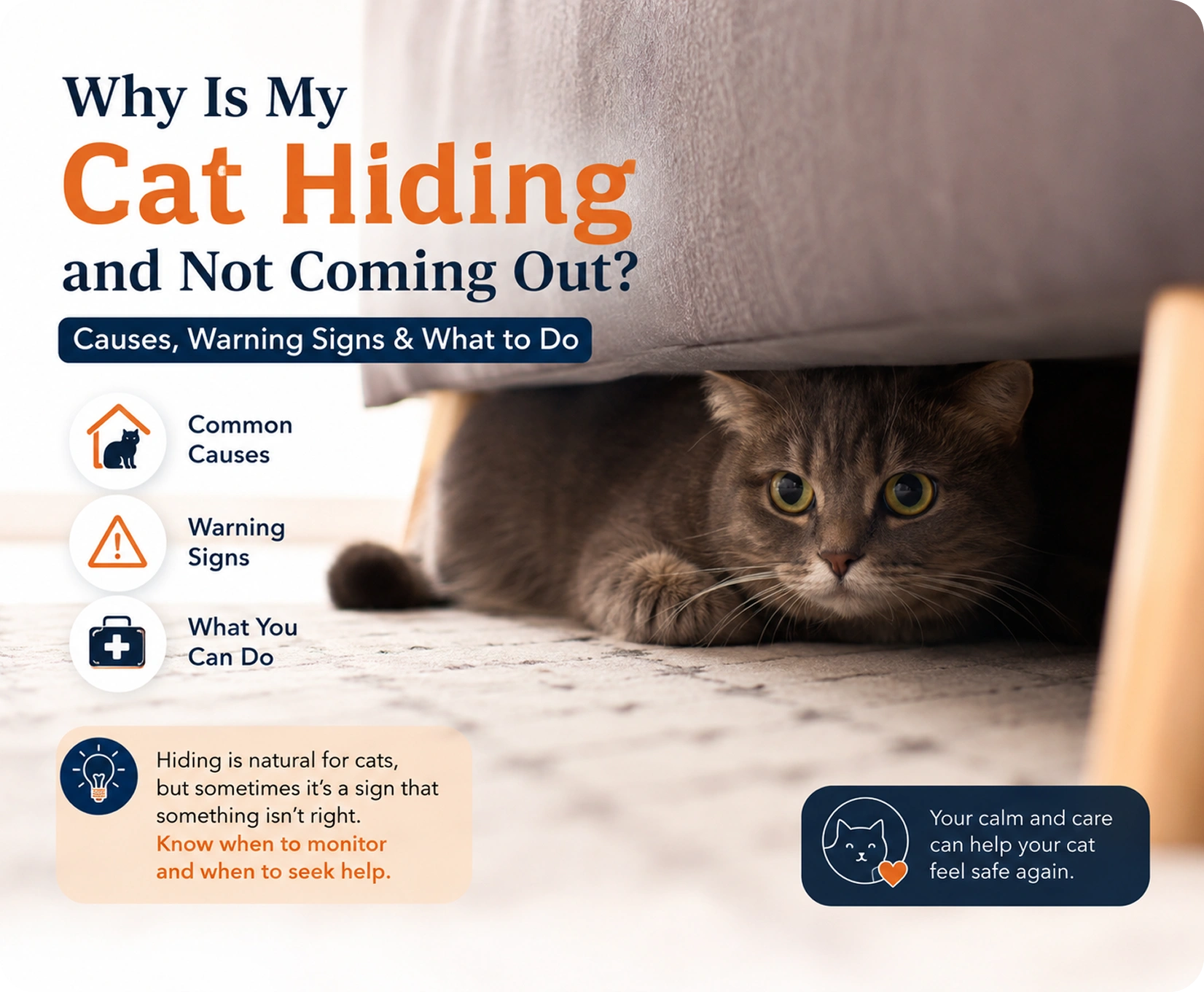 Why Is My Cat Hiding and Not Coming Out? Causes, Warning Signs & What to Do